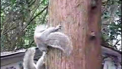Squirrels Chasing Around a Tree