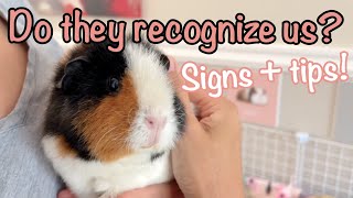 Do guinea pigs recognize their pawrents? Signs & Tips to help them recognize you!