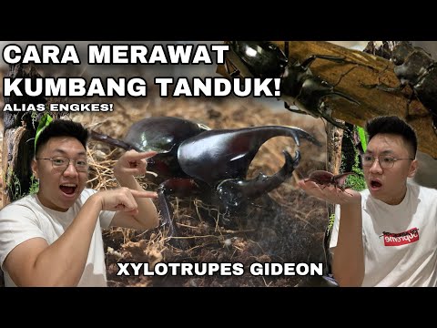 Video: Bagaimana anda merawat kumbang viburnum?