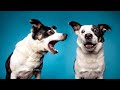 DOG BARKING TO ATTRACT DOGS DOG BARKING TO ATTRACT DOGS