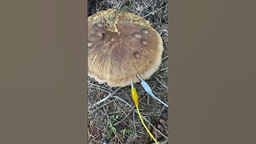 Thumbnail of Modern Biology - Mushroom communications 🎶✨ A hefty velvet pax