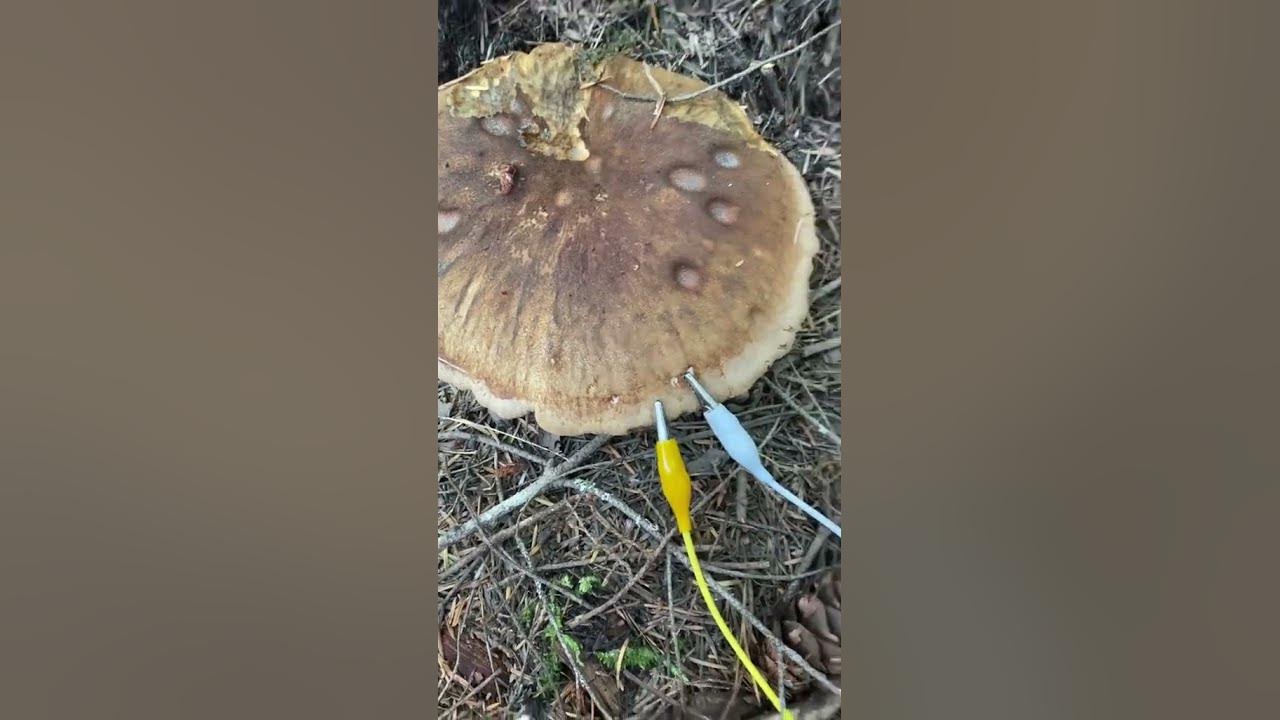 Modern Biology - Mushroom communications 🎶✨ A hefty velvet pax
