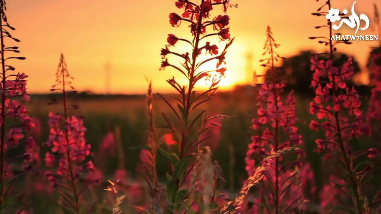 الميزان   أداء حمود الخضر بدون موسيقى