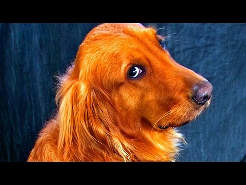 Wideo: Czy Psy Się Wstydzą?