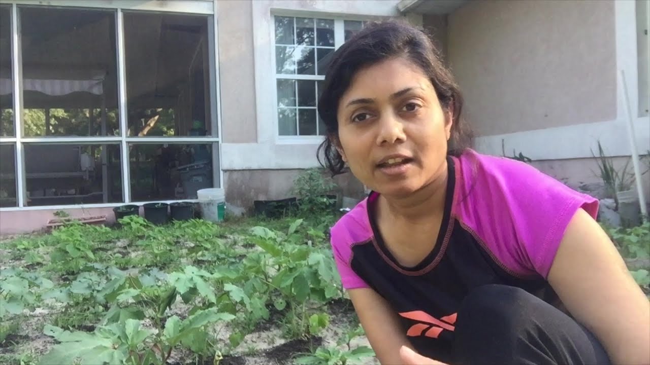 Gardening update 2016 Video | Bhavna