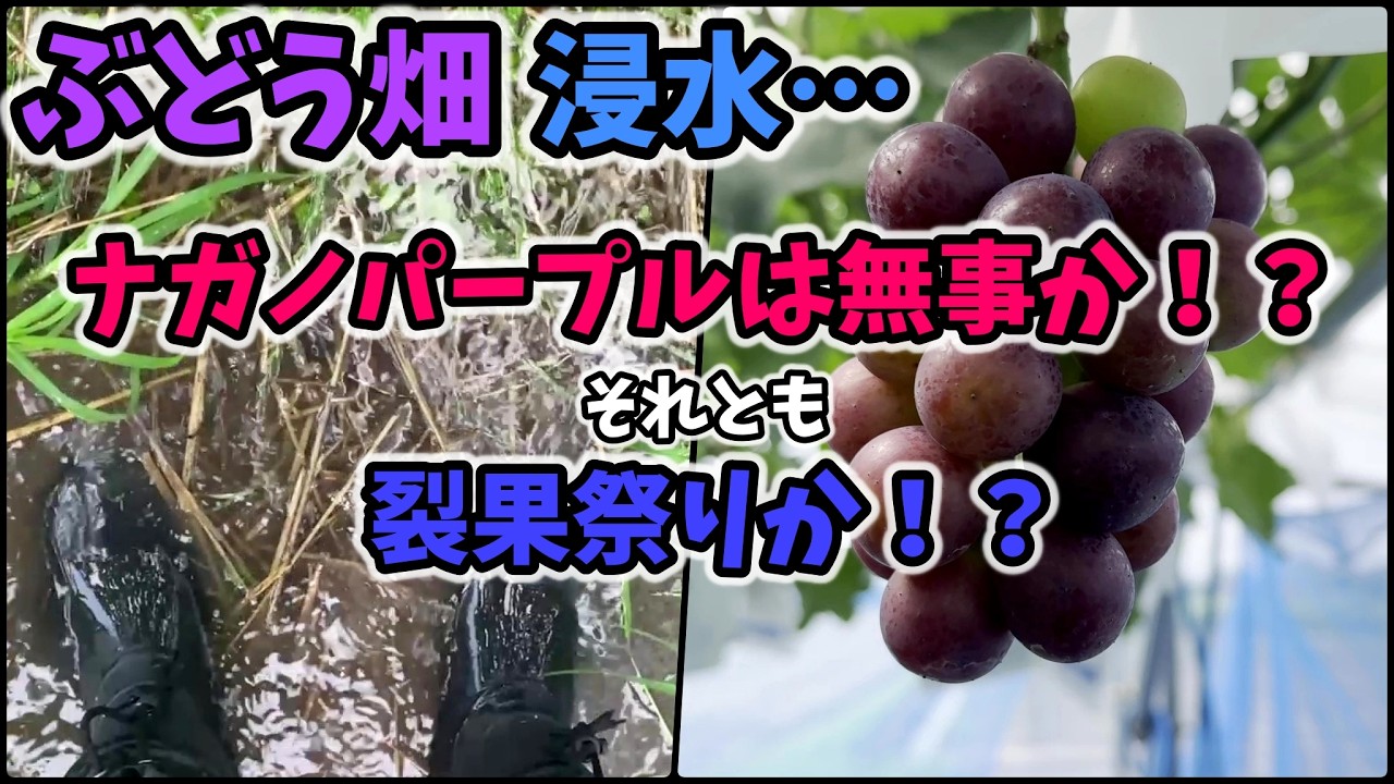 🍇 Grapes] 