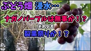 🍇 Grapes] 