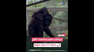 حيوانات تلهو بمكعبات الثلج لترطيب حرارة الجو المرتفعة في إسبانيا 