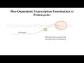 Rhodependent transcription termination in prokaryotes