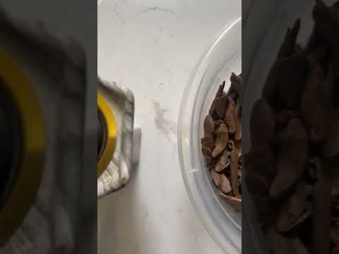 عود مروكي أصقون دقة ذهبية نقوة دبل سوبر وتربل سوبر للطلب التواصل واتسب على الرقم ٠٥٠٠٨٧٧٢٦٦