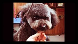 How to do an Asian Fusion inspired Teddy Bear Face on a Poodle Mix