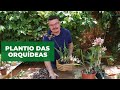 Plantio das Orquídeas