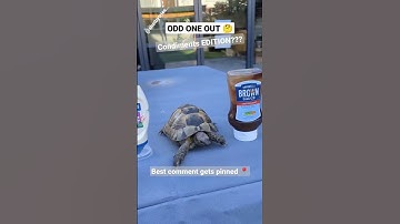 ODD ONE OUT 🤔... Condiments EDITION? 🤣🐢 #shorts #tortoise #turtle #funny #oddoneout