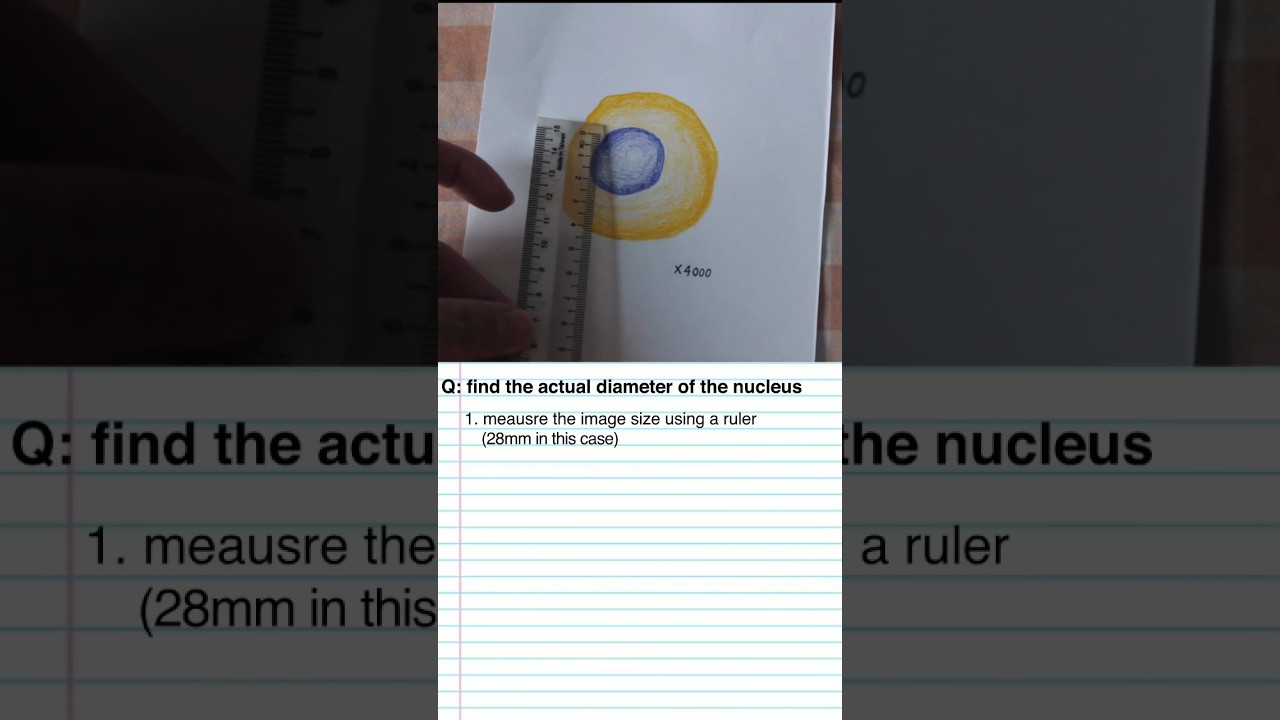 how to calculate actual diameter from a photomicrograph #alevelbiology #igcsebiology #alevelrevision