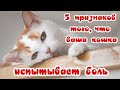 КОШКЕ БОЛЬНО 5 признаков  The cat is experiencing pain 5 signs