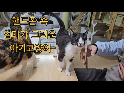 (2026.3.18) 핸드폰속 엄마가 그리운 아기 고양이 라초 (짠함)