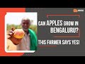 The apple farmer of bengaluru  unexpected harvest