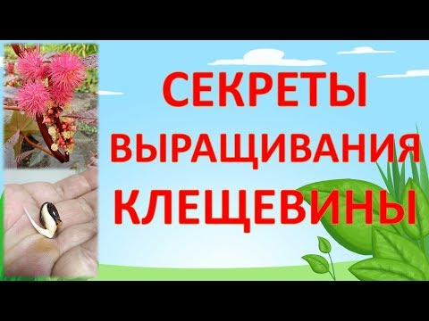 Как вырастить клещевину из семян в домашних условиях на рассаду