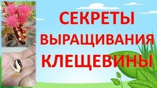 СЕКРЕТЫ ВЫРАЩИВАНИЯ КЛЕЩЕВИНЫ. Как выращивать клещевину. Выращивание клещевины.