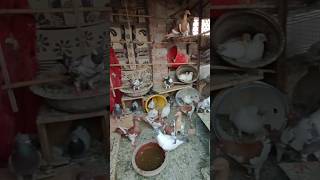 breeding pigeons ivory #kabutar #pigeon #pigeonhouse #rohtak #mumbai #delhi #mumbai