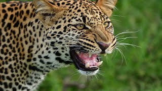 Leopard - The Tree Climbing Big Cat / Documentary (English/HD)