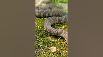 Northern water snake bites camera #shorts #video #snake