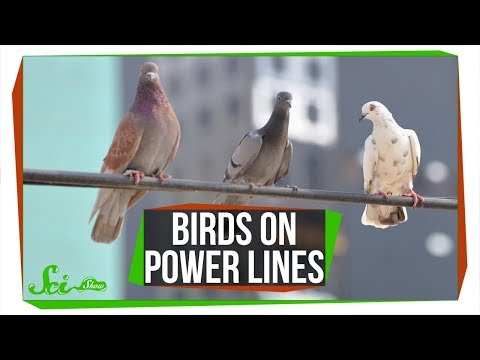 Video: Hvorfor bliver en fugl, der sidder på en højspændingsledning, ikke dræbt af strømmen?