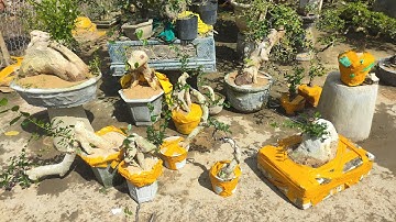 Sáng 4.12 Zalo 0359540980 gl cây cảnh các loại giá rẻ bao síp toàn quốc 