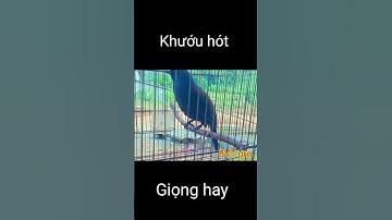 Chim khướu bắt giọng Bắt cô trói cột gọi bầy cực hay/ BVT pro