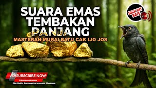 Download Lagu Srigunting Abu Abu Gacor Isian Cililin Greja Necret Panjang Kunti Cungkok Puanjang Masteran Murai Jo MP3 Download Lagu Srigunting Abu Abu Gacor Isian Cililin Greja Necret Panjang Kunti Cungkok Puanjang Masteran Murai Jo MP3