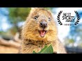 The Truth About The Happiest Animals In The World - Quokka Documentary