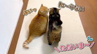 愛猫が寝てるうちに出掛けたら拗ねて冷たくされちゃいました…