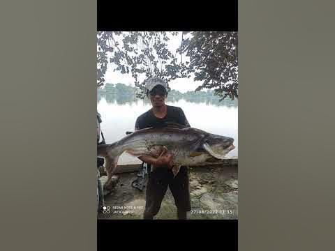 Detik" Naiknya ikan monster patin di galian pasir bogorš±