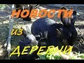 Новости из деревни: 31 крольченок/Рыжик заболел.
