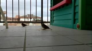 Raspberry Pi + Camera module birdwatching 2