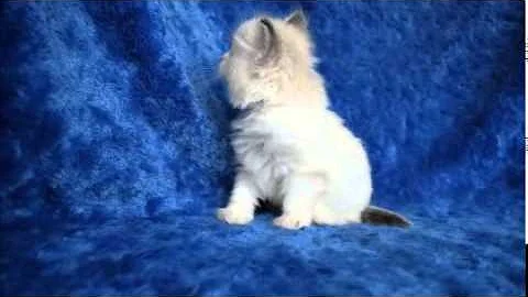 Watch the video about Lydia Seal Bicolor Lynx Ragdoll Kitten from www.RagdollKittens.net