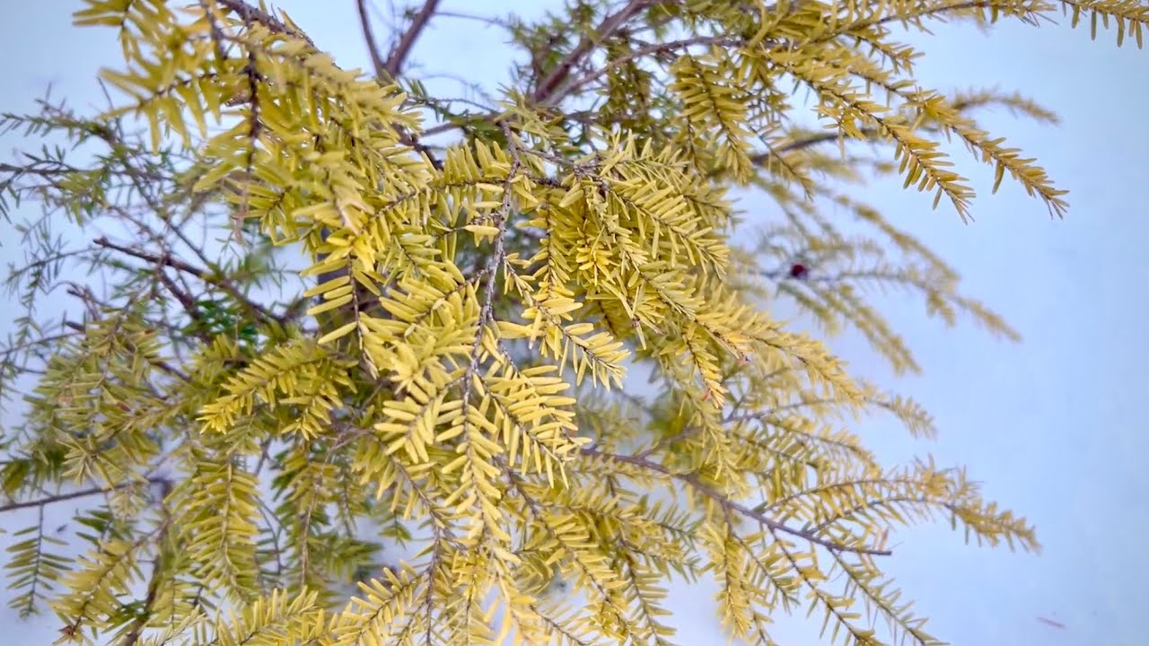 Канадская тсуга сорта «Золотой герцог» | Характеристики роста, размеры и руководство по уходу