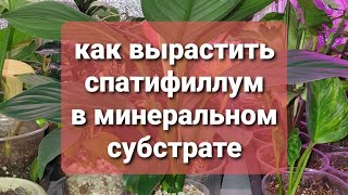 как вырастить спатифиллум в минеральном субстрате