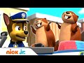 Щенячий патруль | Гончик спасает бобров | Nick Jr. Россия