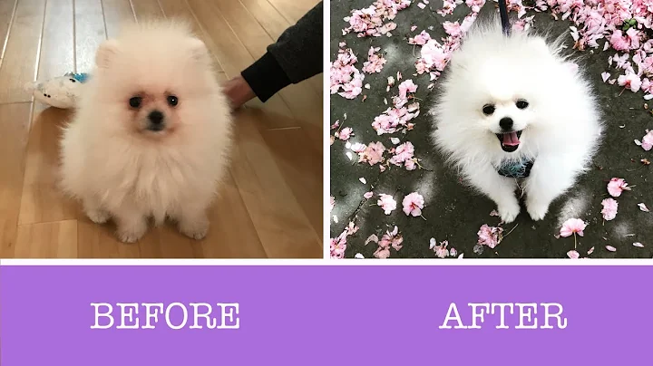 How to Remove Tear Stains on White Pomeranians - DayDayNews