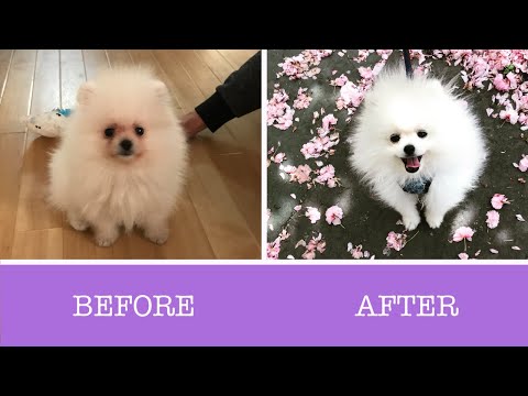 How to Remove Tear Stains on White Pomeranians