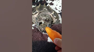 Укус грифовой черепахи