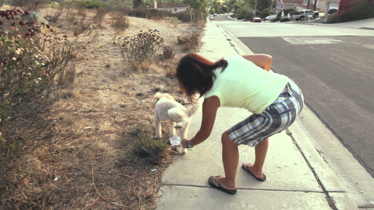 Dog Urinary Tract Infection Dog Urine Sample Collection PawCheck