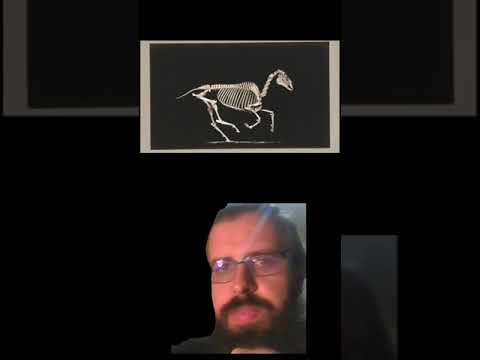 Skeleton of Horse