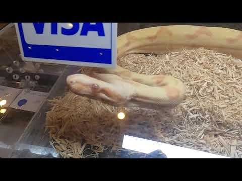 Show Me Reptile & Exotics Show Davenport Iowa - YouTube