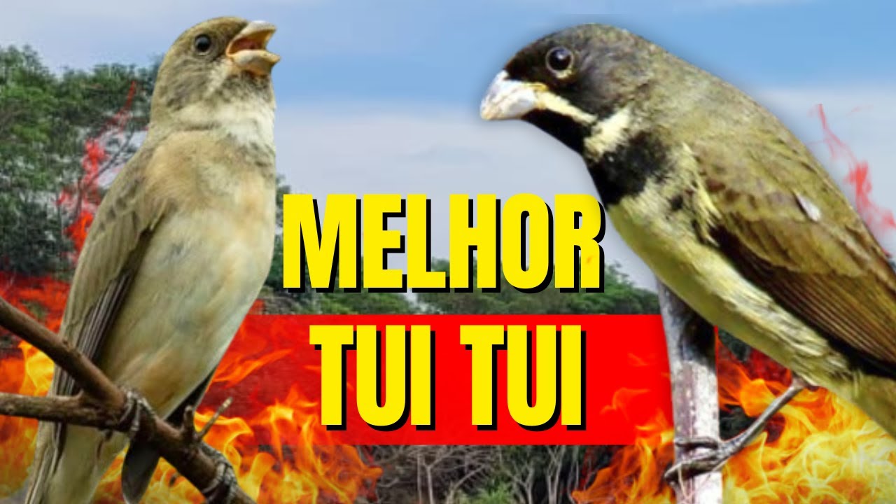 MELHOR CANTO DE COLEIRO TUI TUI PERFEITO PARA ENCARTE DE COLEIRO  TUI TUI E ESQUENTAR PAPA CAPIM