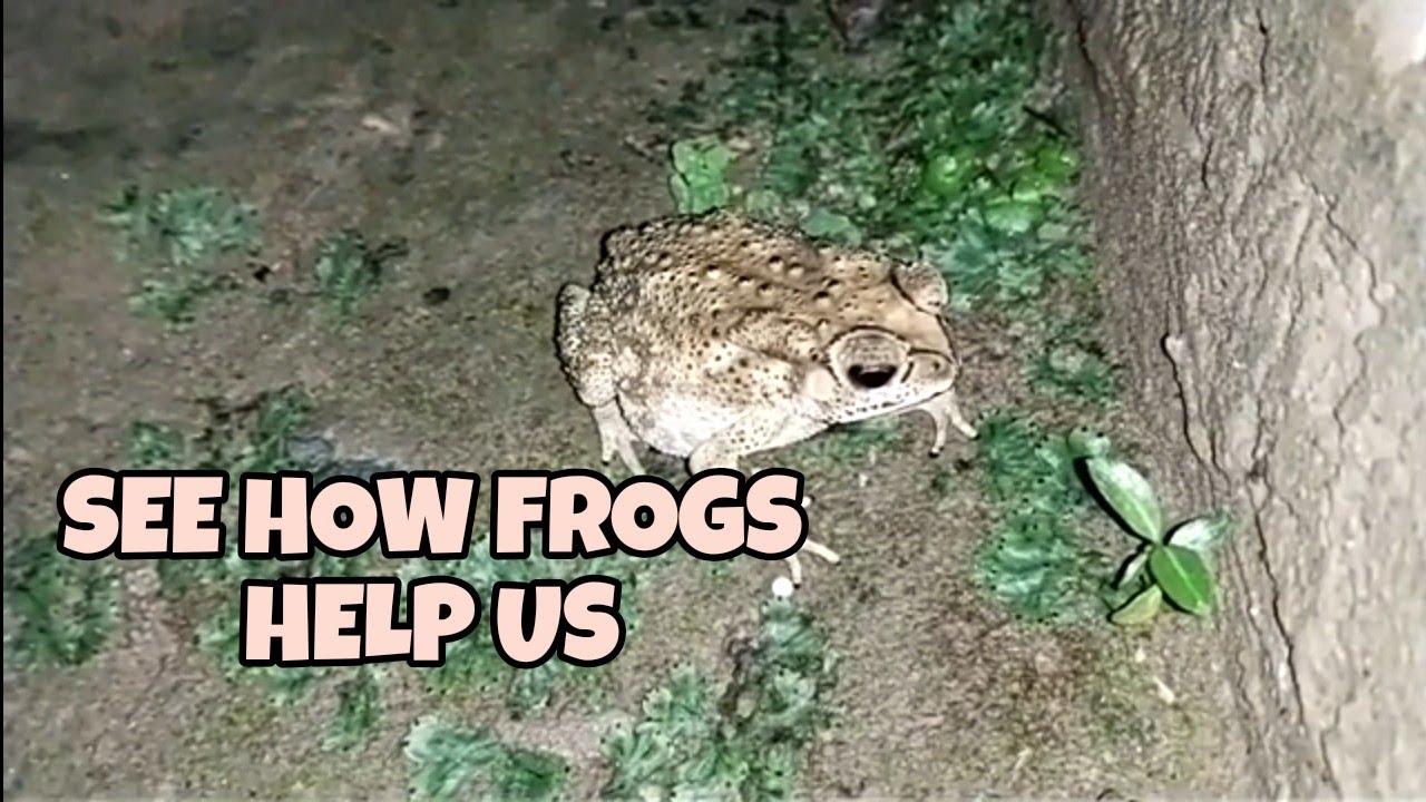 FROG HUNTING INSECTS HOW FROGS ANURA SURVIVAL @discovery অ' ভেকুলী অ ...
