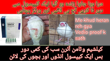 Birds death reason and its solution | جاوا برڈ کے مرنے کی وجہ اور حل | java bird tips