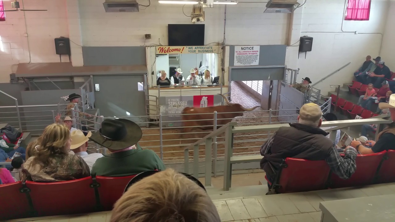 ASTA DI BOVINI A WINFIELD LIVESTOCK AUCTION 2016 YouTube