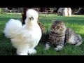 FUN for EVERYONE - Top FUNNY ANIMALS